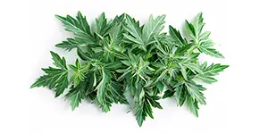 Organic Wormwood & Organic Sweet Wormwood Leaf Image of wormwood leaf